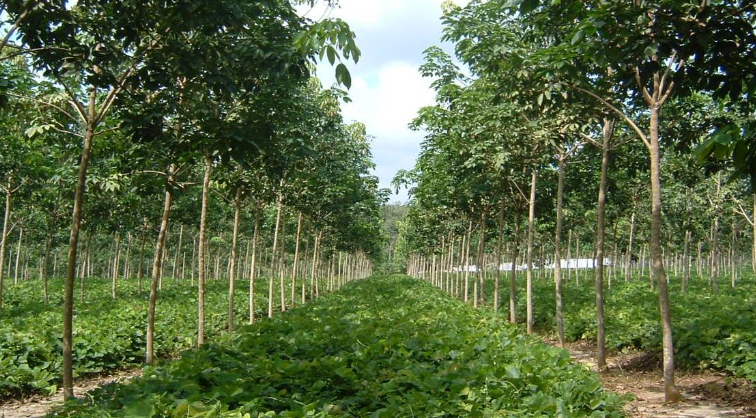 pohon karet di sumatera utara